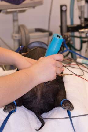 Pot bellied pig spay