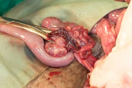 Pot bellied pig spay