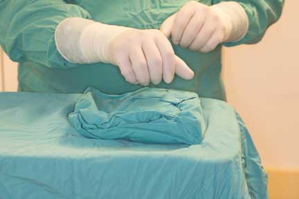 Pot bellied pig spay