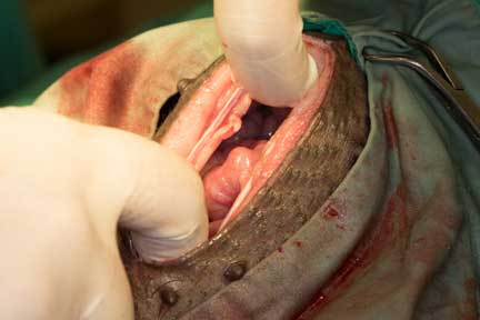 Pot bellied pig spay