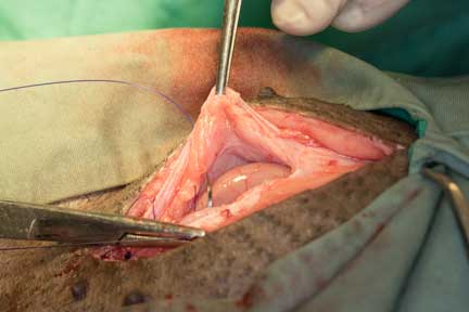 Pot bellied pig spay