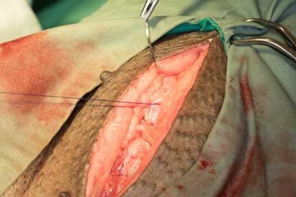 Pot bellied pig spay