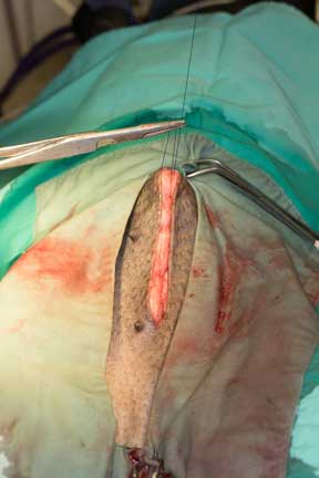 Pot bellied pig spay