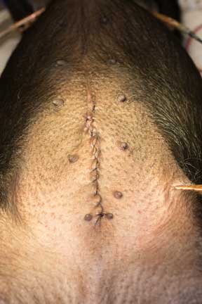 Pot bellied pig spay