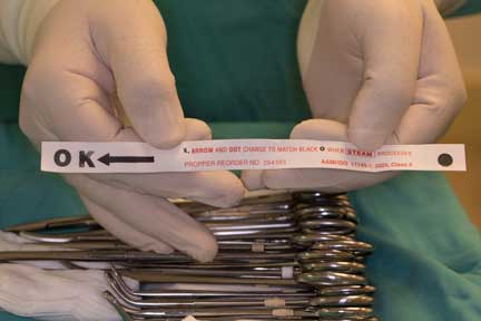 Pot bellied pig spay