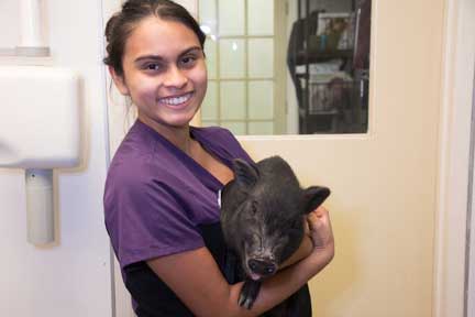 Pot bellied pig spay