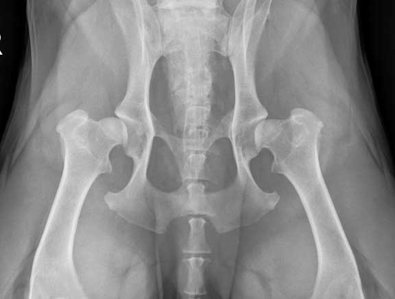Canine hip dysplasia