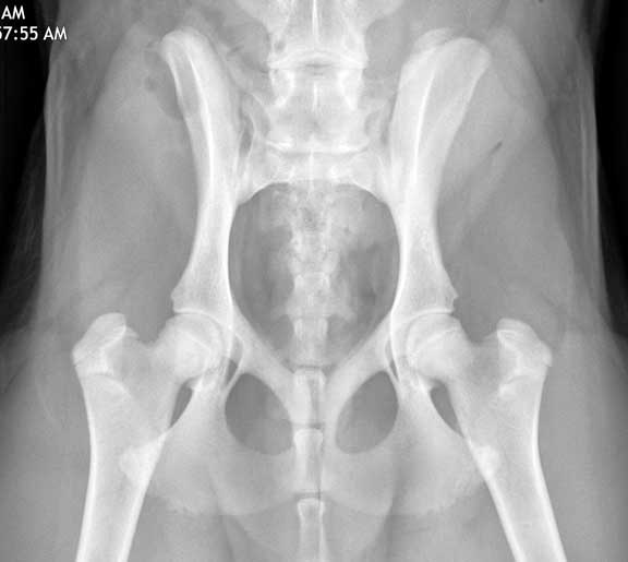 Normal canine hips