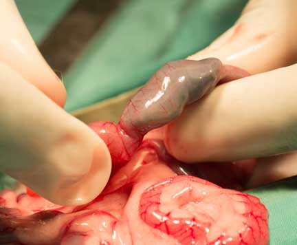 Plastic Foreign body in ferret intestines.