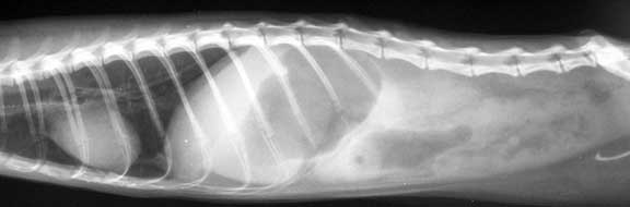 Radiograph of a ferret with a foreign body in the small intestine.