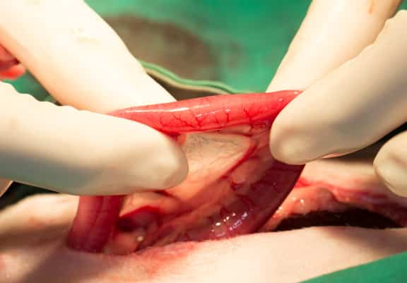 Checking ferret small intestines during exploratory surgery to remove a FB.