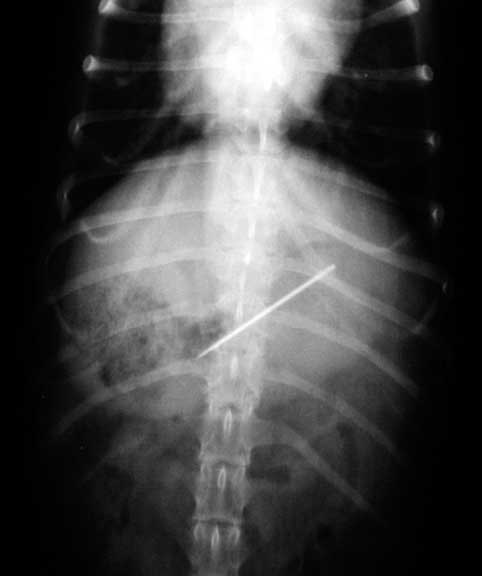 Radiograph of a dog with a needle in its stomach.