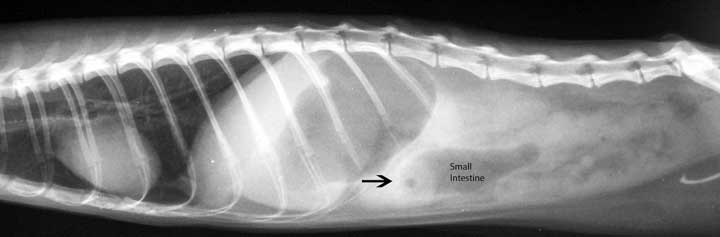 Foreign body in a ferret radiograph
