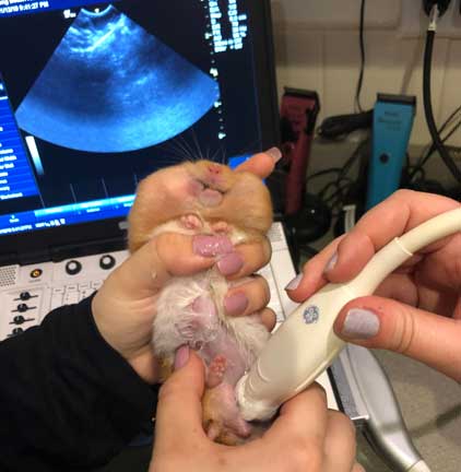 Hamster undergoing an ultrasound.