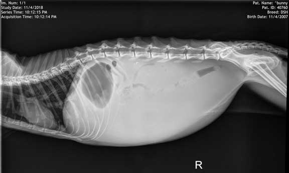 Cat (feline) radiograph showing fluid in the abdomen called ascites.