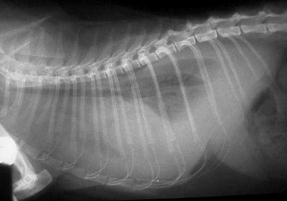 Cat (feline) radiograph showing fluid in the chest called pleural effusion.