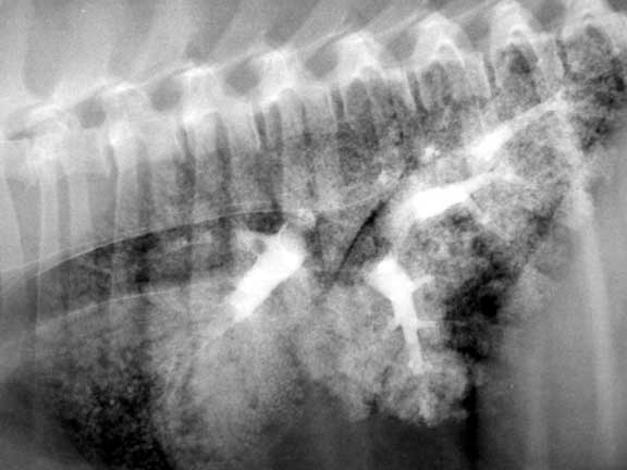Cat (feline) radiograph with barium showing the blood supply.
