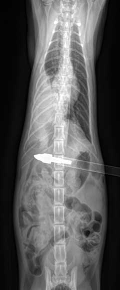 Cat (feline) radiograph showing an arrow that penetrated the abdomen.