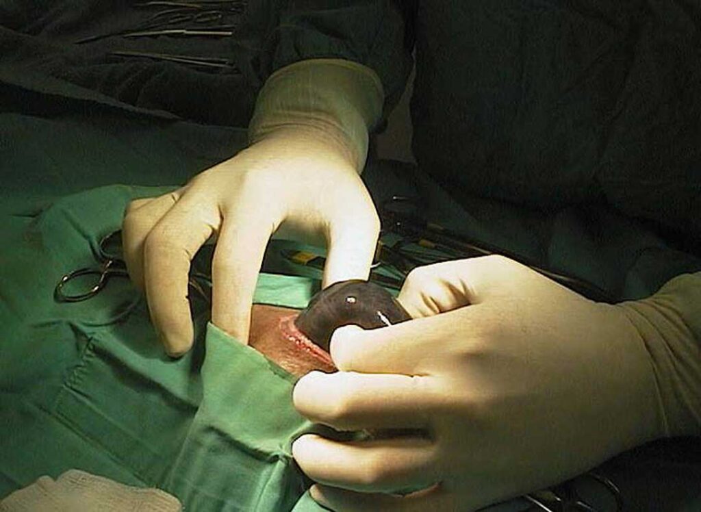 Guinea pig C-Section