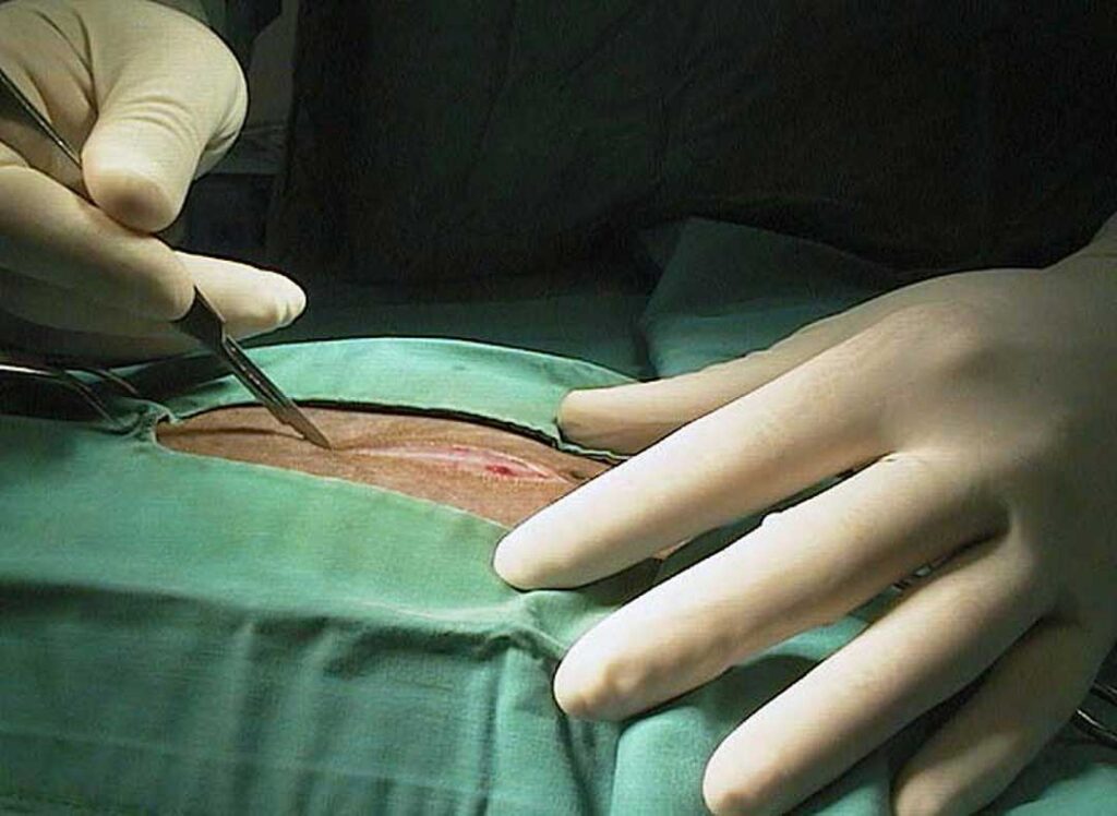 Guinea pig C-Section