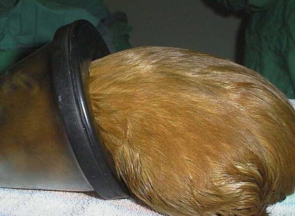 Guinea pig C-Section