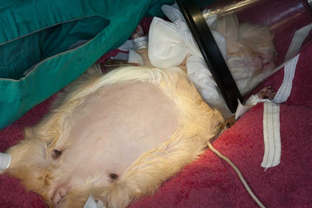 Guinea pig C-Section
