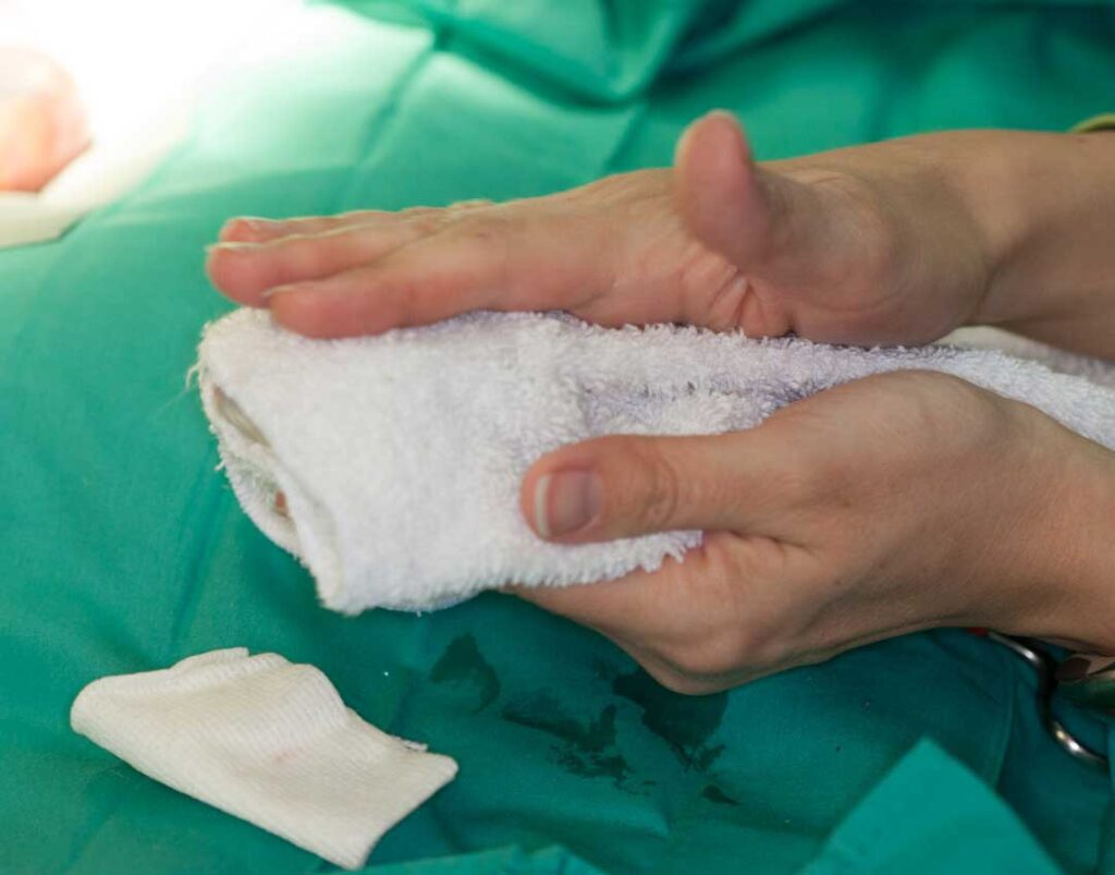 Guinea pig C-Section