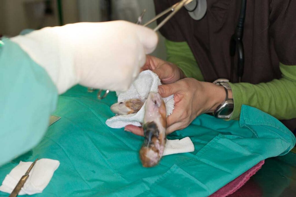 Guinea pig C-Section