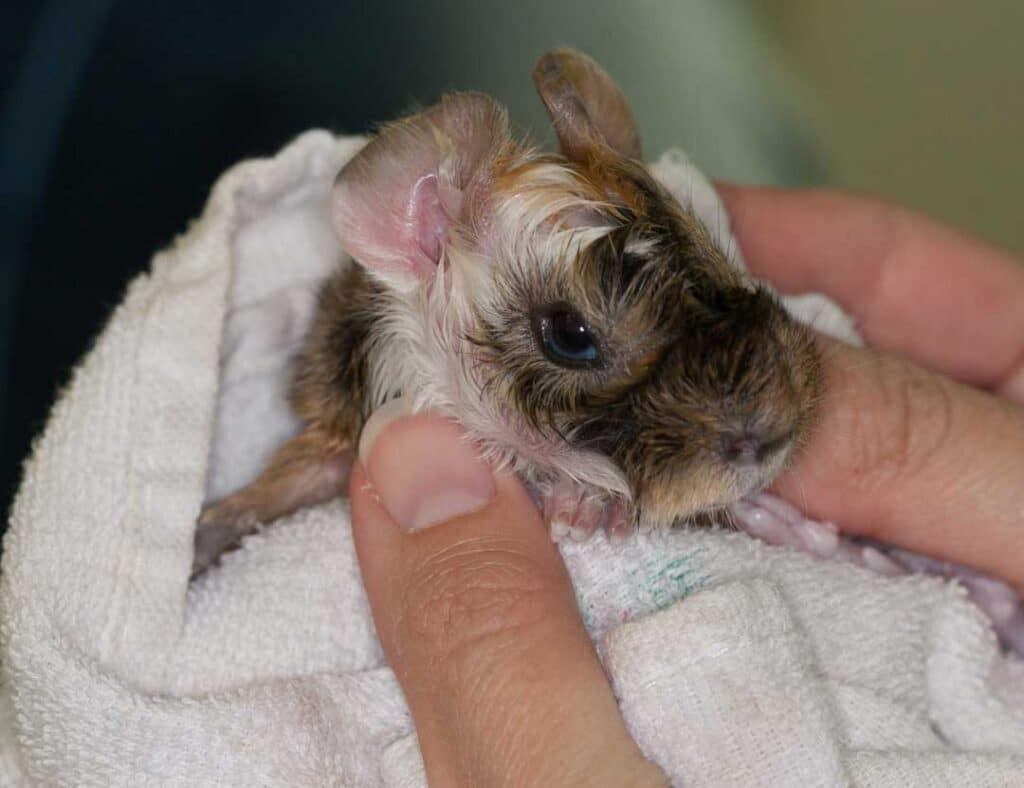 Guinea pig C-Section