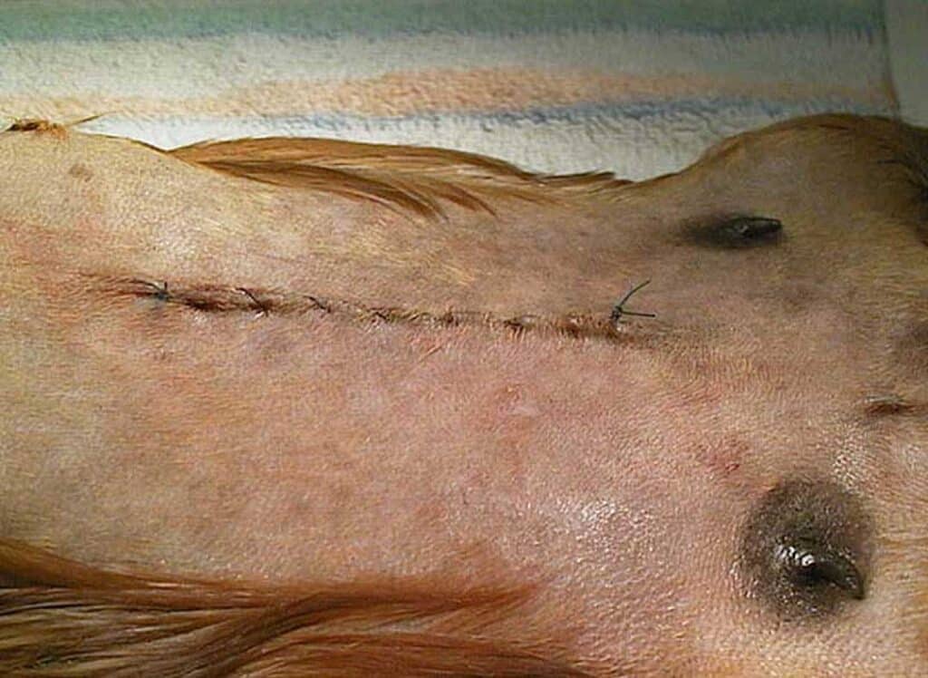 Guinea pig C-Section