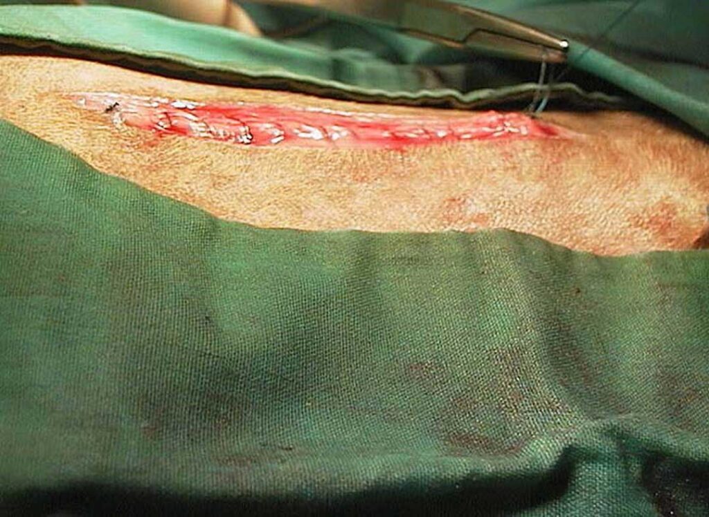 Guinea pig C-Section