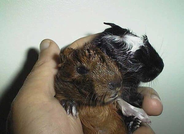 Guinea pig C-Section