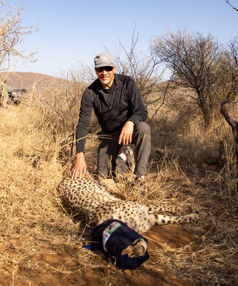 Dr. P working with a sedated cheetah in South Africa.