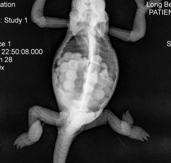 Reptile radiograph of eggs in a chameleon.