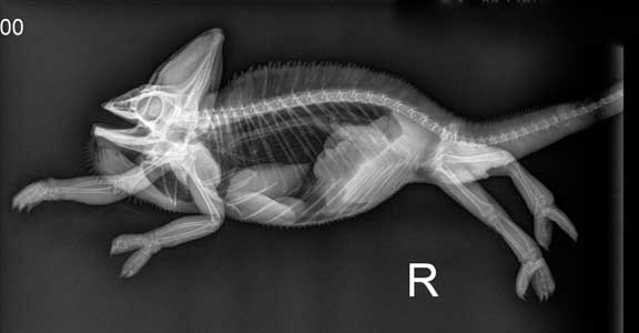 Reptile radiograph of a normal chameleon.