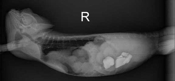 Reptile radiograph of a chameleon with stones.