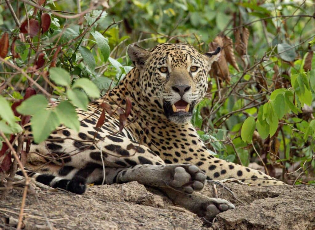 Female jaguar looking for caiman from her perch on a tree.