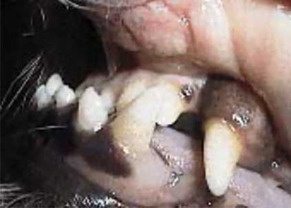 Undershot jaw in a dog.