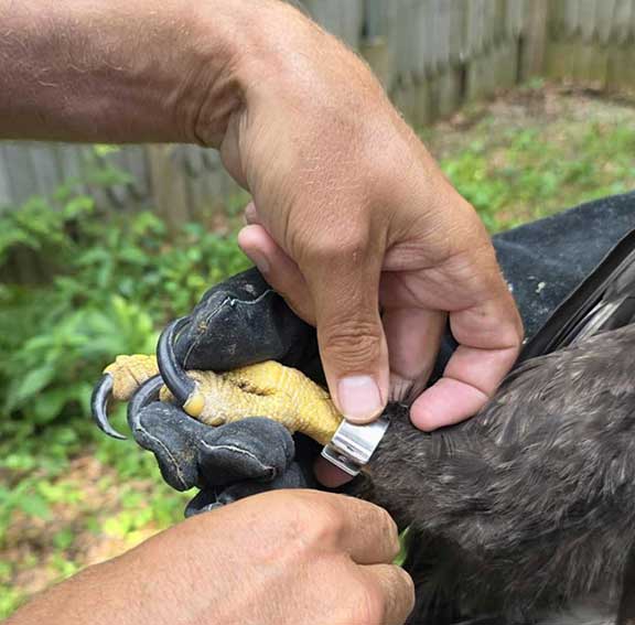 Banding a bald eagle chick